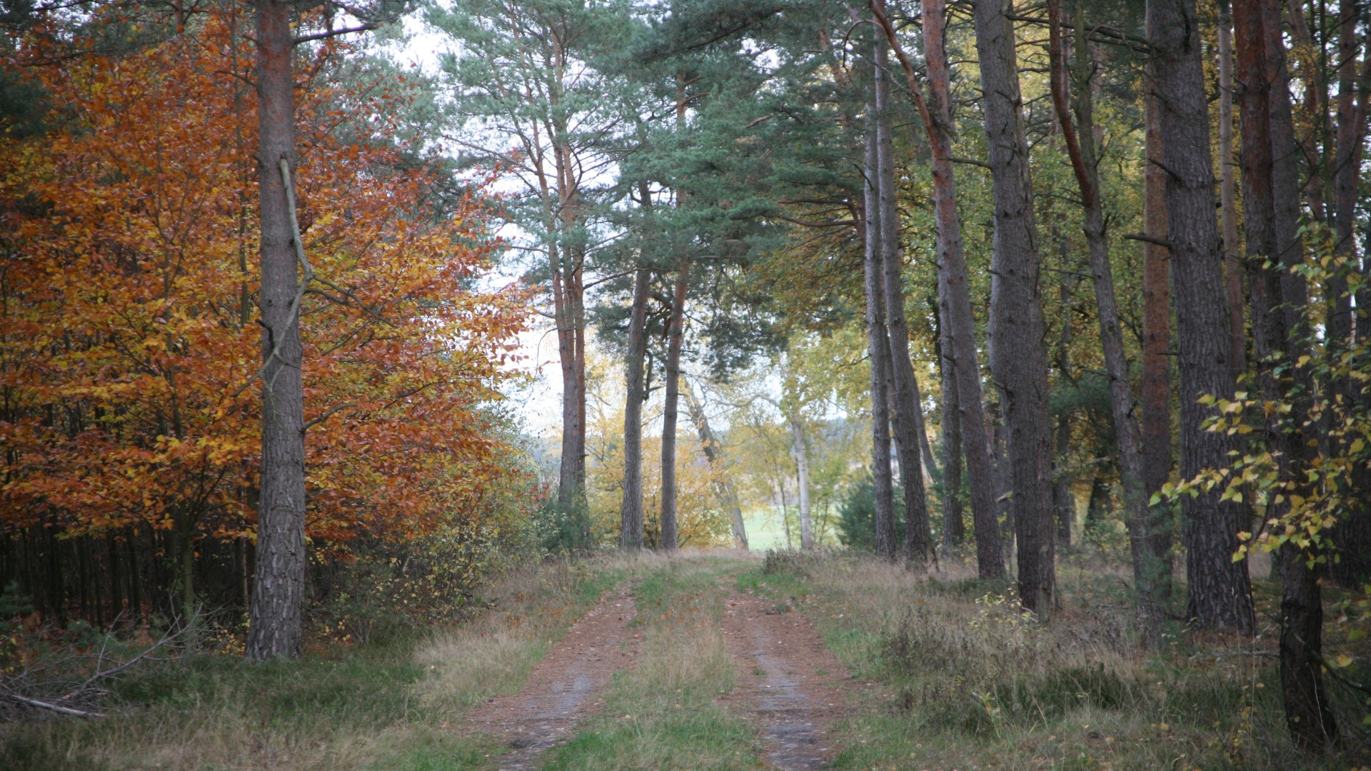 schmoelauer-forst-16-9